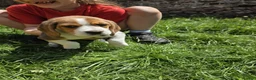 Beagle dogs for sale: KC REG PURE BEAGLE PUPPIES in Stoke-on-Trent - Advert 11