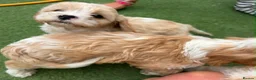 Cavapoo dogs for sale: Beautiful Cavapoo Puppies  - Advert 3