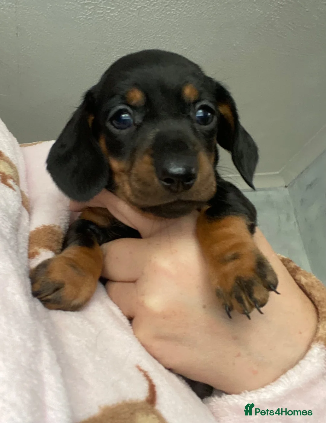 Dachshund dogs for sale: Beautiful dachshund puppies - Advert 2