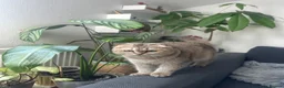 Scottish Fold cats for sale: Female Scottish  in Ilford - Advert 2