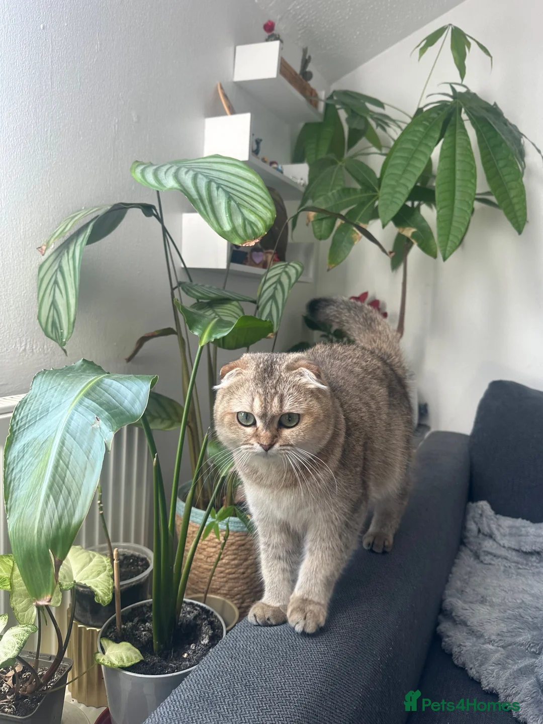 Scottish Fold cats for sale: Female Scottish  in Ilford - Advert 2