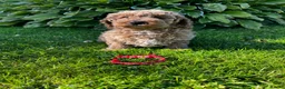 Toy Poodle dogs for sale: READY TO GO !Gorgeous toy poodle puppies for sale  - Advert 8