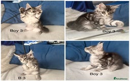 Maine Coon cats for sale: XXL  Ready Now TICA pure bread Maine Coon Kittens  - Image 19