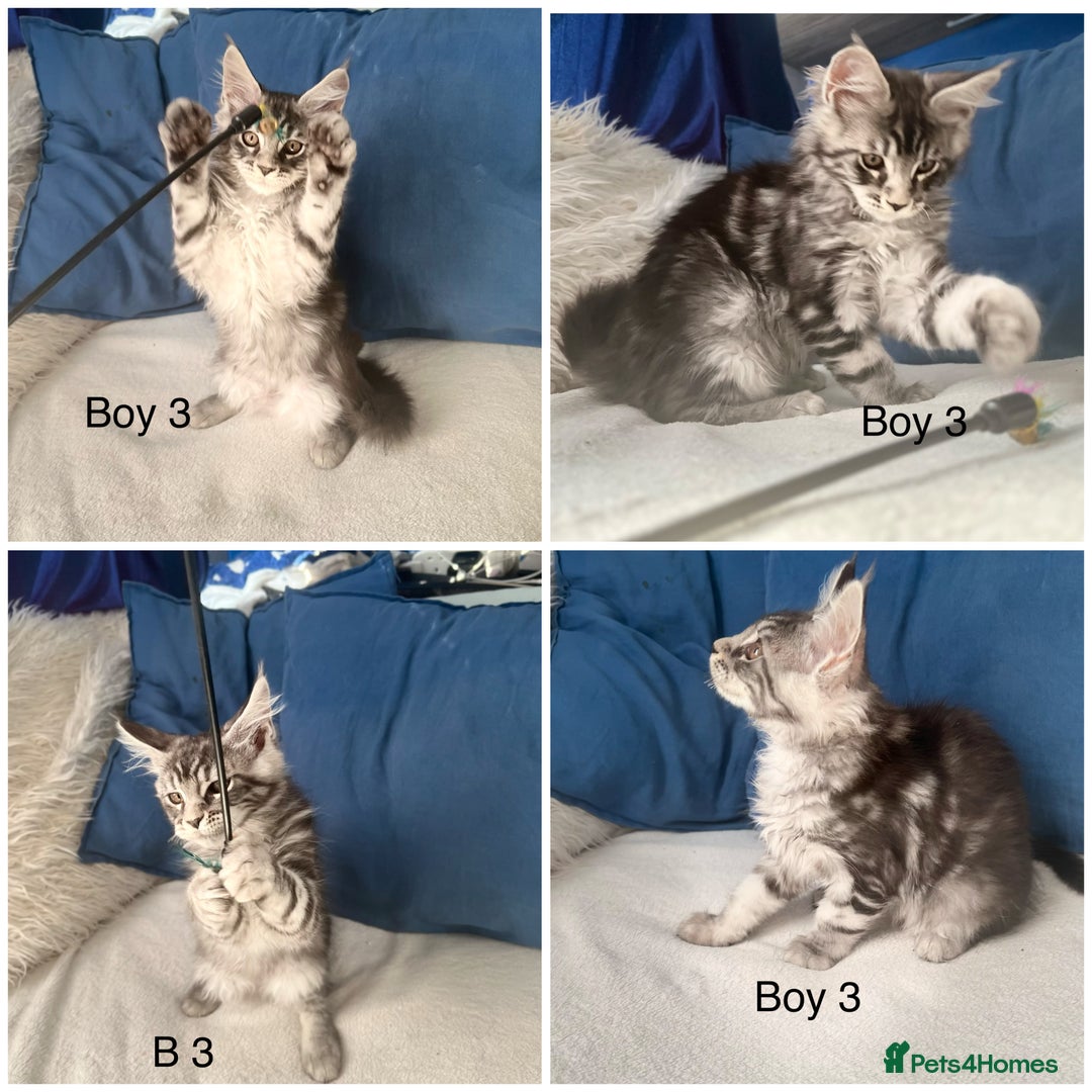 Maine Coon cats for sale: XXL  Ready Now TICA pure bread Maine Coon Kittens  - Image 19