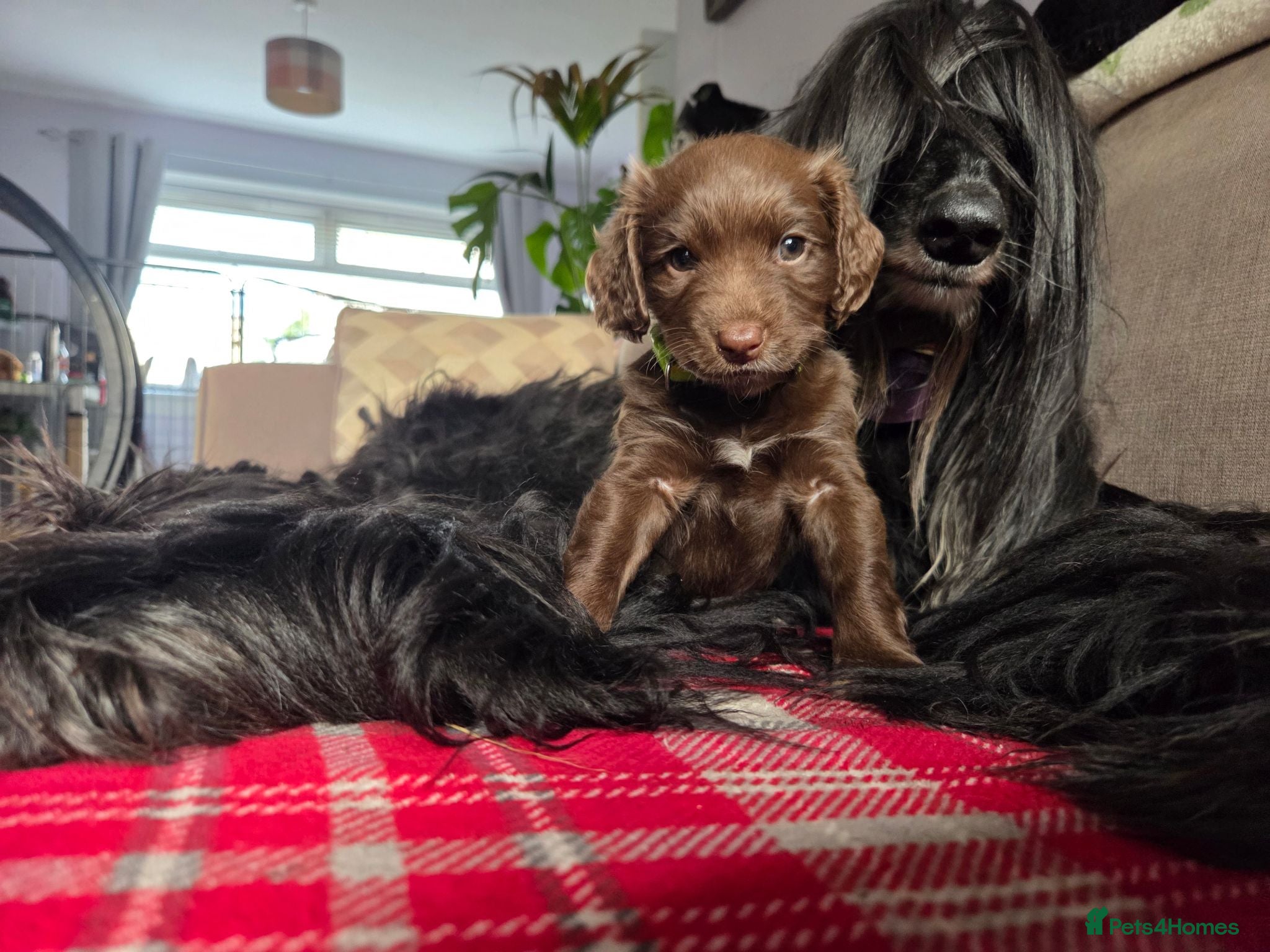Mixed Breed dogs Field spaniel cross puppies kc Activity registered - Advert 8
