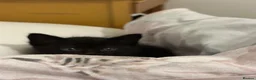 Domestic Shorthair cats for sale: Russian Blue × Bengal Mixed Kittens – 4 available - Advert 5