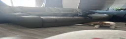Cane Corso dogs for sale: Came corsa  - Advert 1