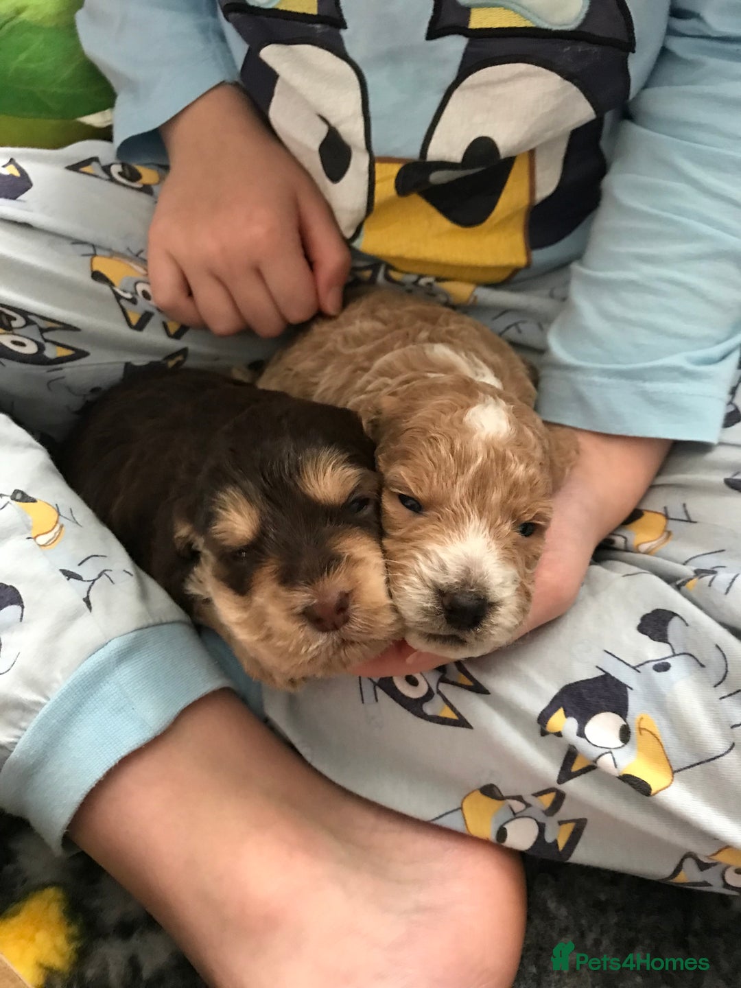 Cockapoo dogs for sale: 4 Beautiful female cockerpoos  - Image 26