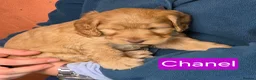 Cockapoo dogs for sale: Stunning cockapoo puppies for sale - Advert 22
