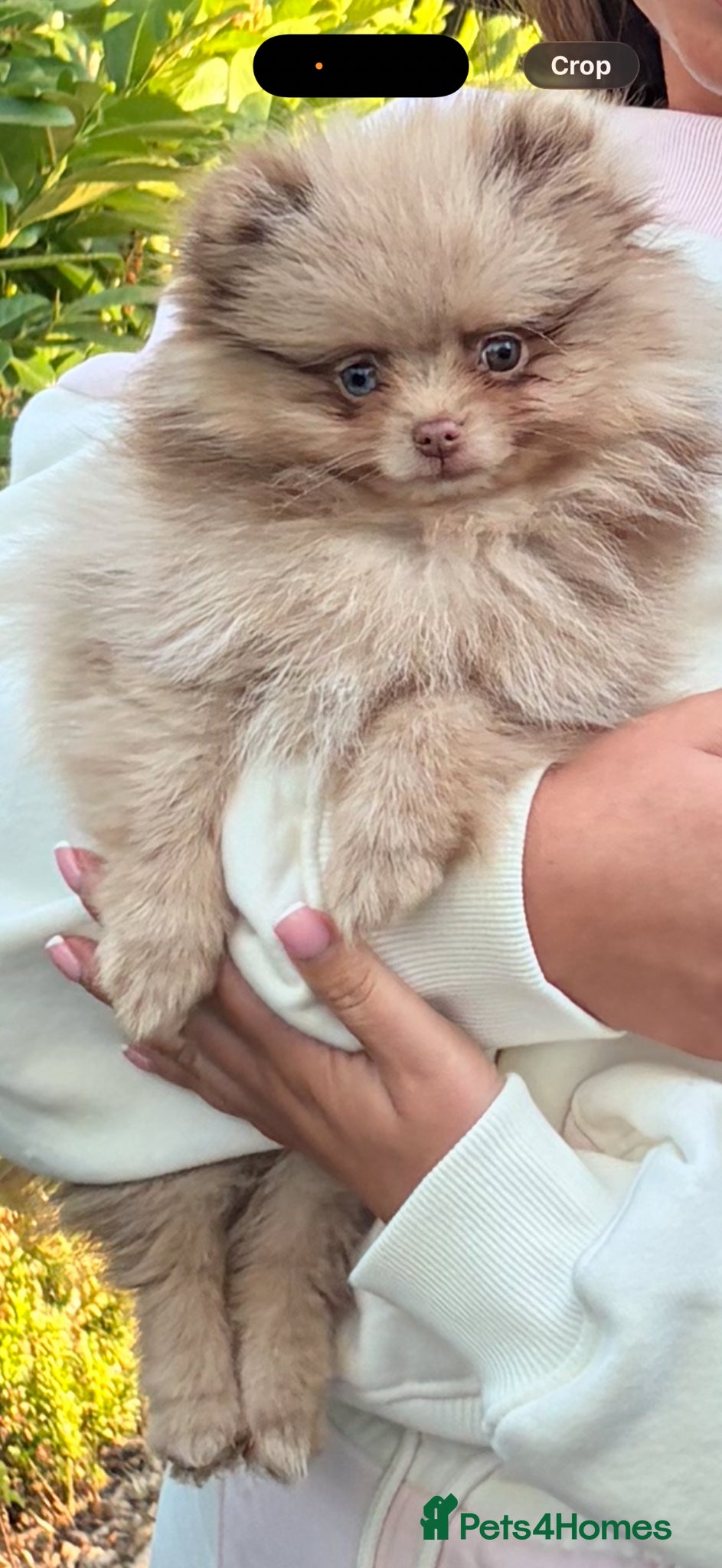 Pomeranian dogs Chocolate merle teddy bear Pom  - Advert 2