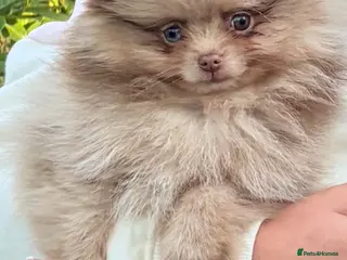 Pomeranian dogs Chocolate merle teddy bear Pom - Advert 5