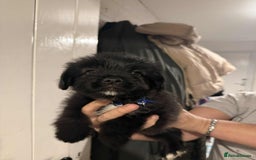 Mixed Breed dogs for sale: Schnoodle cross pommiestaff - Image 1