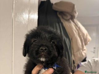 Mixed Breed dogs Schnoodle cross pommiestaff - Advert 3