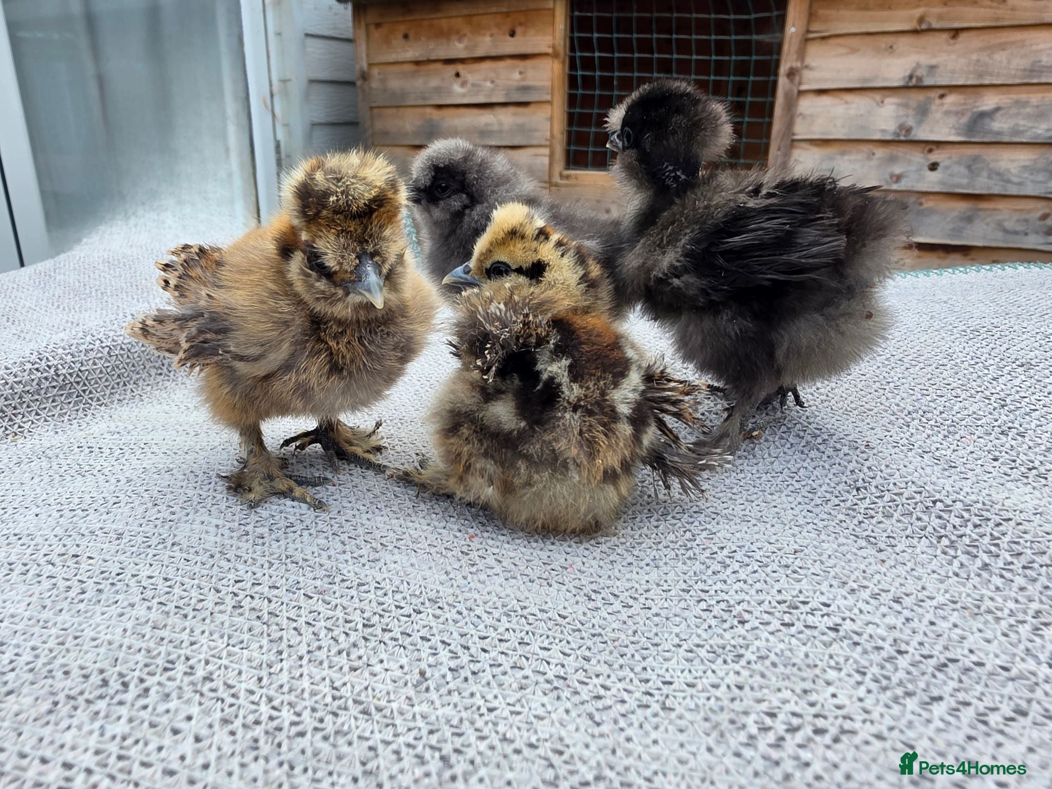 Chickens poultry Silkie Chicks - Advert 24