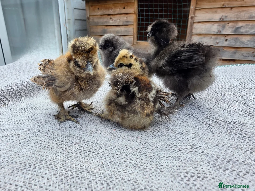 Chickens poultry for sale: USA Silkie Chicks - Advert 1
