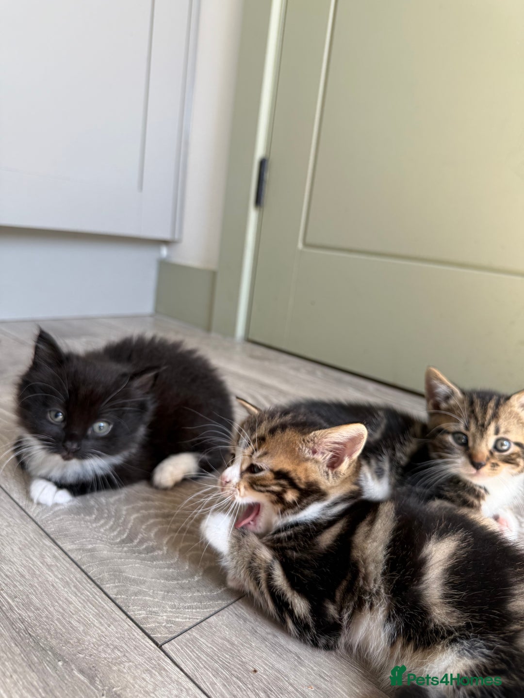Mixed Breed cats for sale: Kittens - Image 4