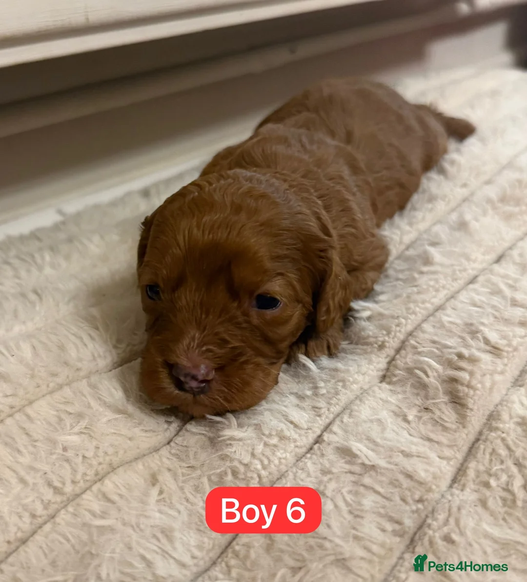 Cavapoo dogs for sale: Cavapoo Puppies - Advert 2