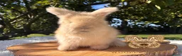 Angora rabbits for sale: Fully Vaccinated Pedigree English Angoras  - Advert 21