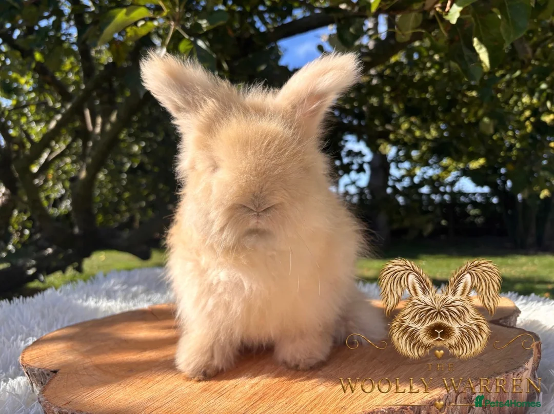 Angora rabbits for sale: Fully Vaccinated Pedigree English Angoras  - Advert 21