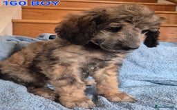 Standard Poodle dogs for sale: KC reg Brown Parti & phantom Standard Poodle pups - Image 8