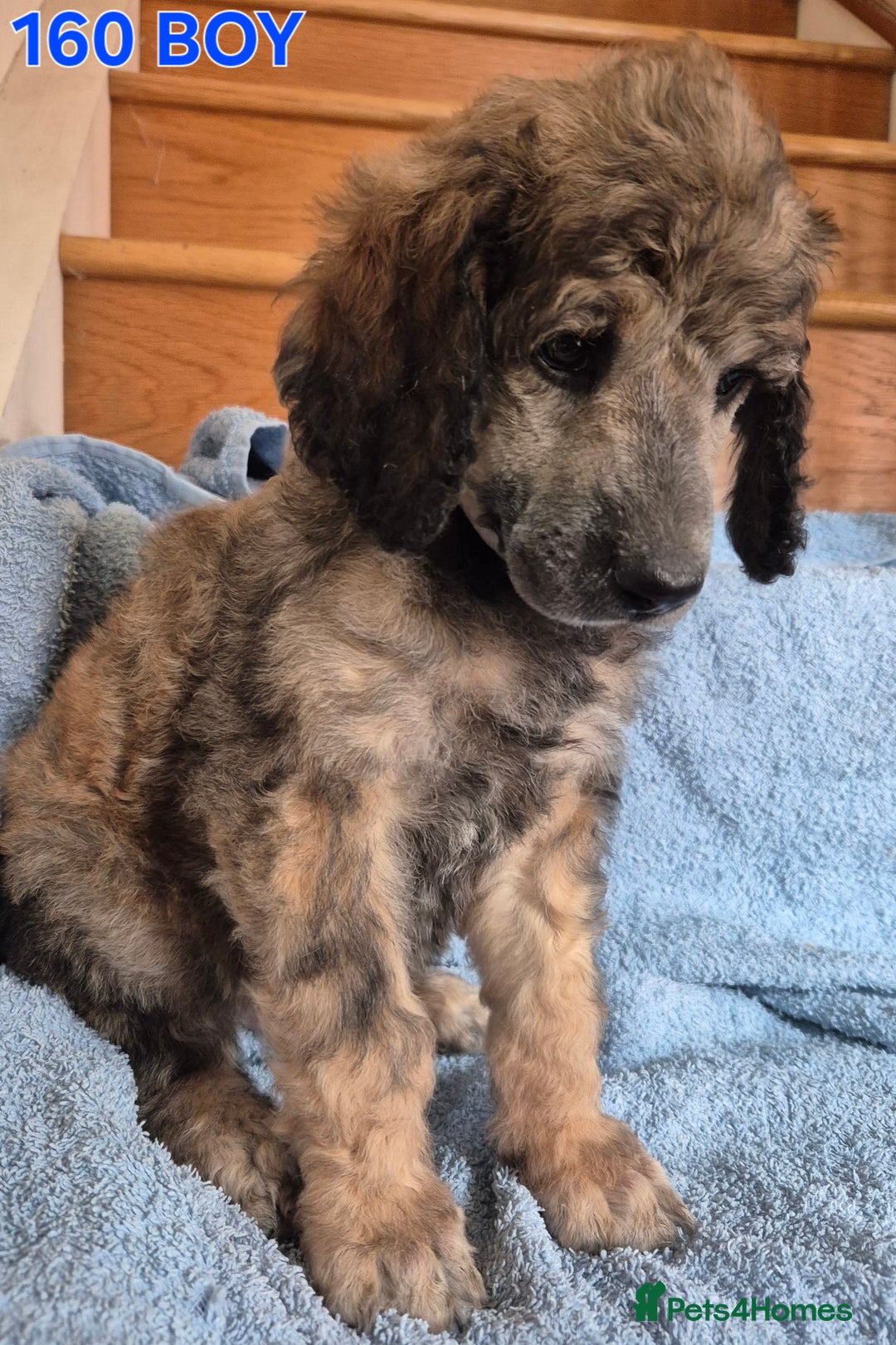 Standard Poodle dogs for sale: KC reg Brown Parti & phantom Standard Poodle pups - Image 8