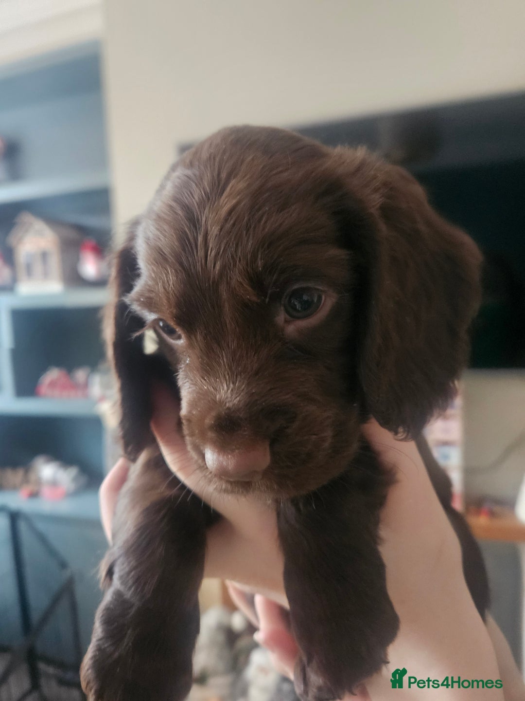 Sprocker dogs for sale: 3 chocolate sprocker males available  - Advert 10