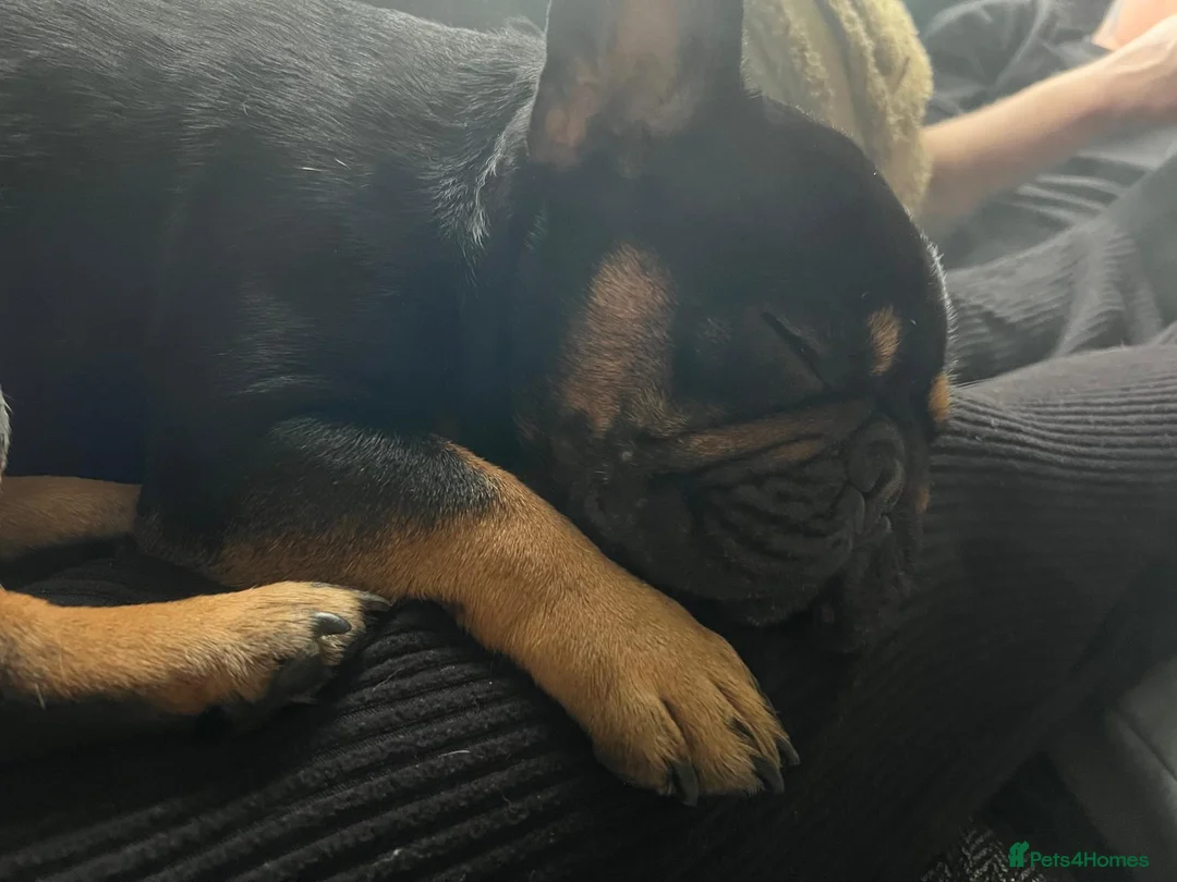 French Bulldog dogs for sale: Audrey - Advert 1