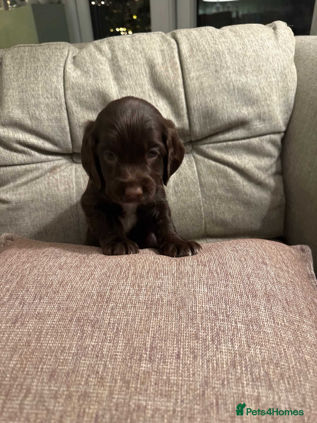 Cocker Spaniel dogs for sale: Litter of Cocker Spaniels ready for New Year - Advert 24