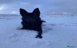 German Shepherd dogs for stud: Stunning black GSD - exceptional health and temper - Image 5
