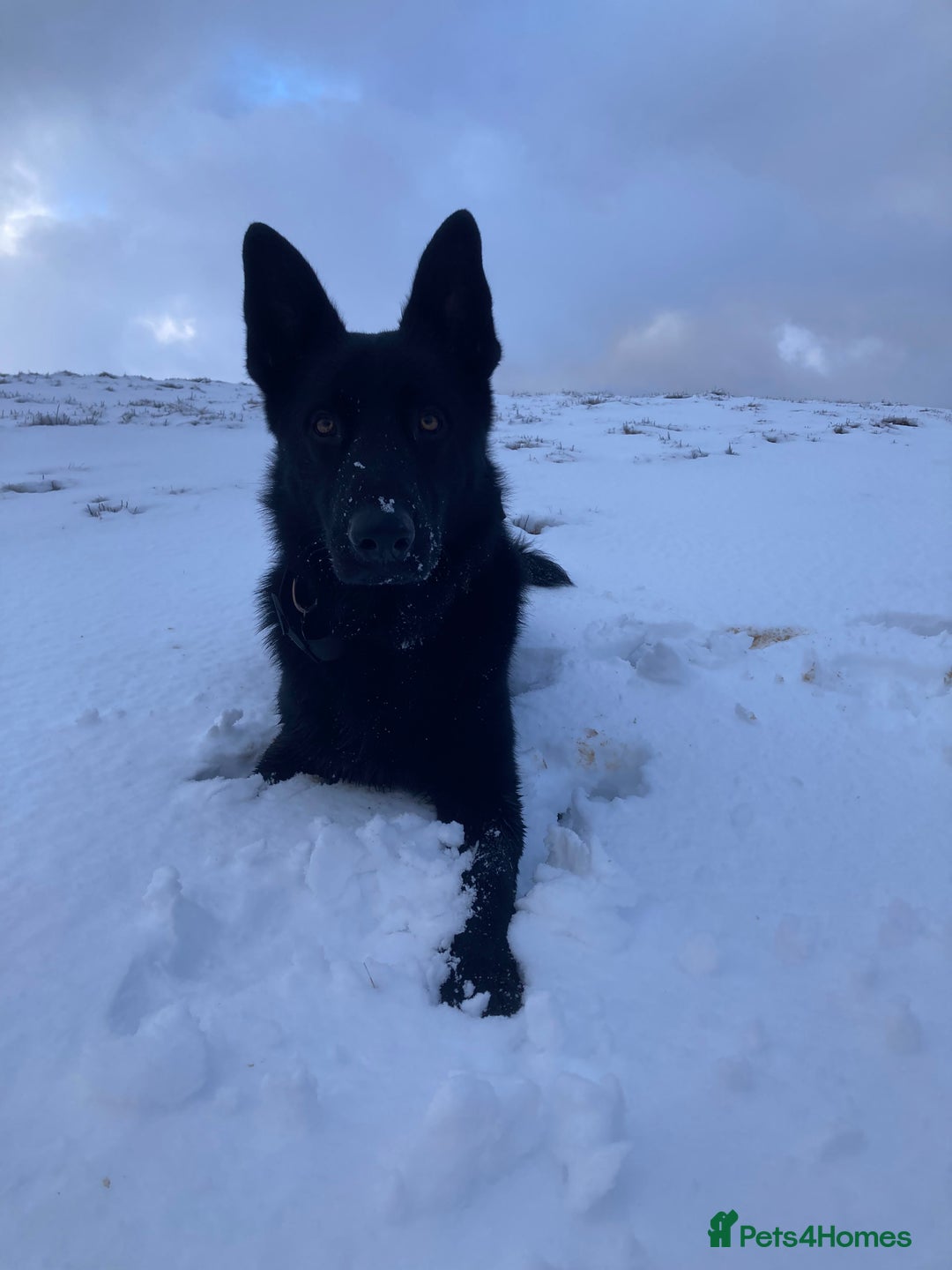 German Shepherd dogs for stud: Stunning black GSD - exceptional health and temper - Image 5