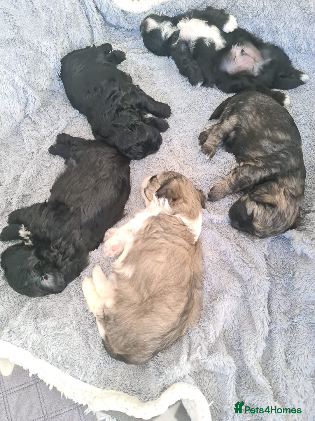 Shihpoo dogs for sale: Absolutely stunning F1 shihpoo puppies  - Image 3