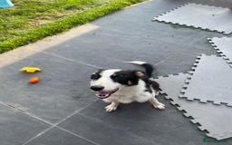 Border Collie dogs for sale: 8 month old border collie - Female - Image 5