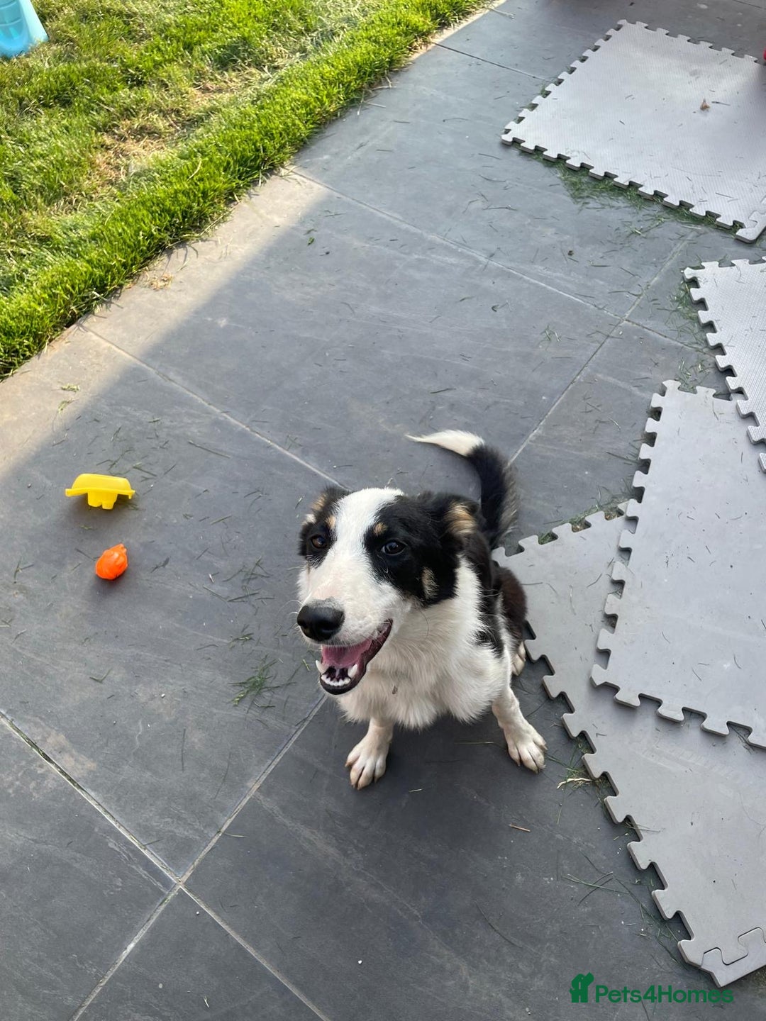 Border Collie dogs for sale: 8 month old border collie - Female - Image 5