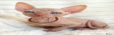 Sphynx 7