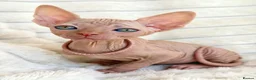 Sphynx cats for sale: 🐾 Beautiful Sphynx Kittens – Raised With Love 🐾 - Advert 21