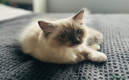 Ragdoll cats for sale: Adorable Kittens Looking for Their Forever Home - Image 5