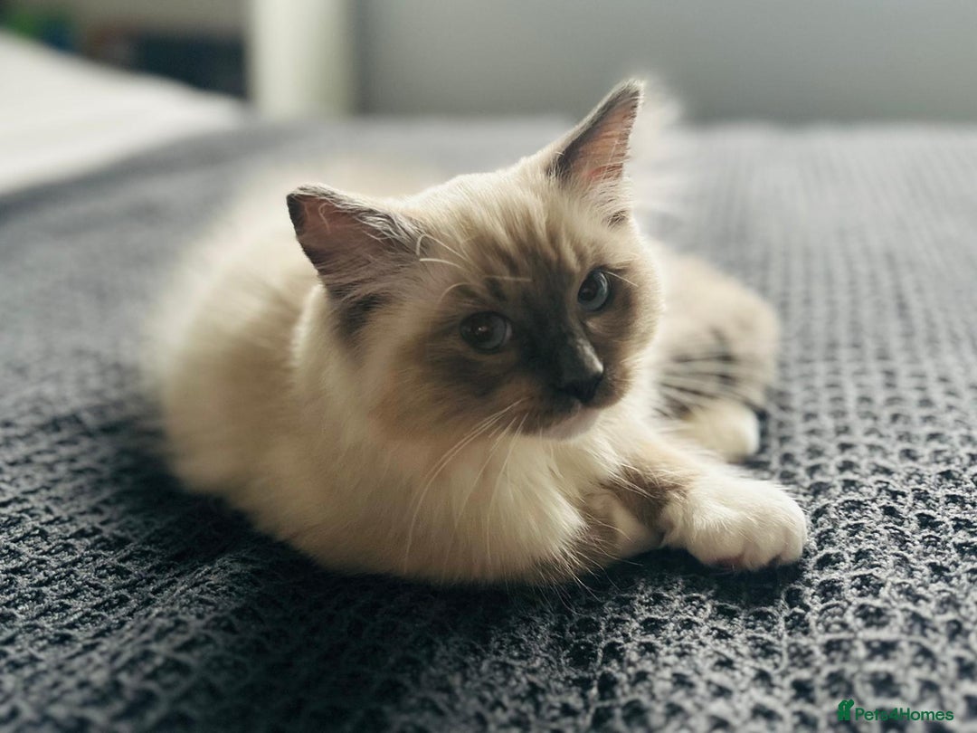 Ragdoll cats for sale: Adorable Kittens Looking for Their Forever Home - Image 5