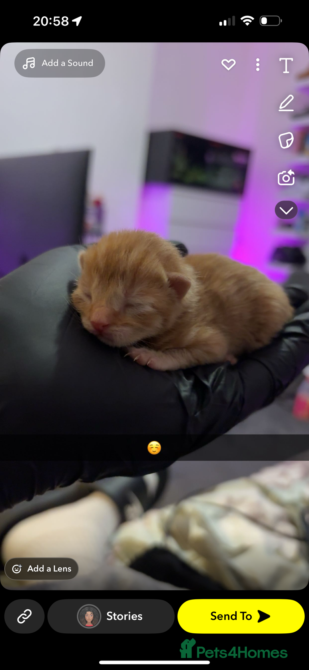 American Shorthair cats for sale: Tabby Twins & Gingee - Image 9