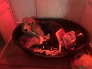 Beagle dogs Tri colour KC beagles - Advert 1