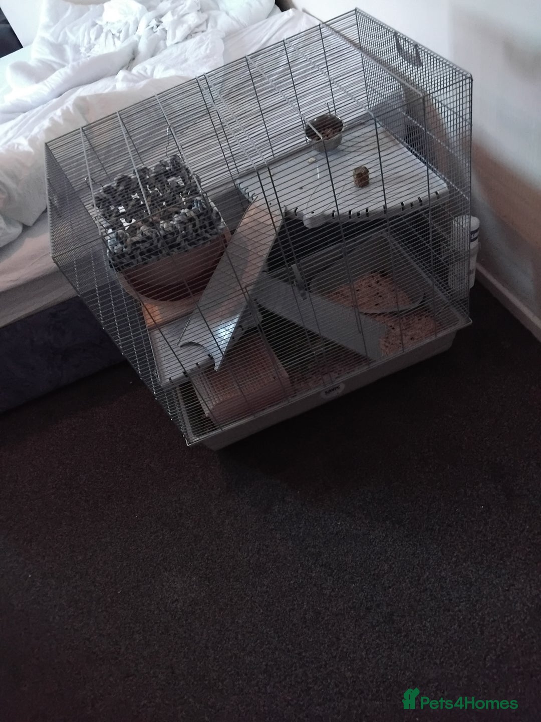 Rat rodents for sale: Rats  - Advert 2