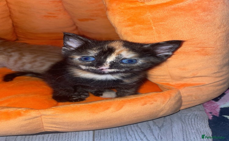 Mixed Breed cats - Advert 15