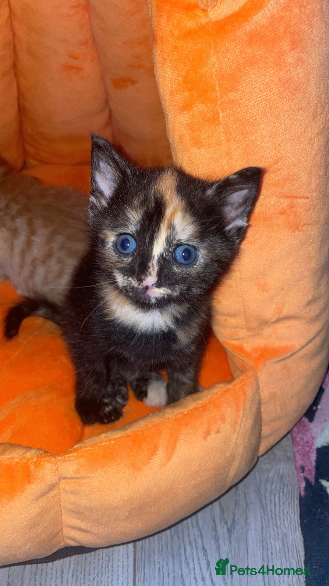 Mixed Breed cats for sale: Only 1 black male available - Image 1
