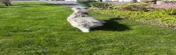 Persian cats for sale: Persian chinchilla cross  in Llanfairpwllgwyngyll - Advert 4