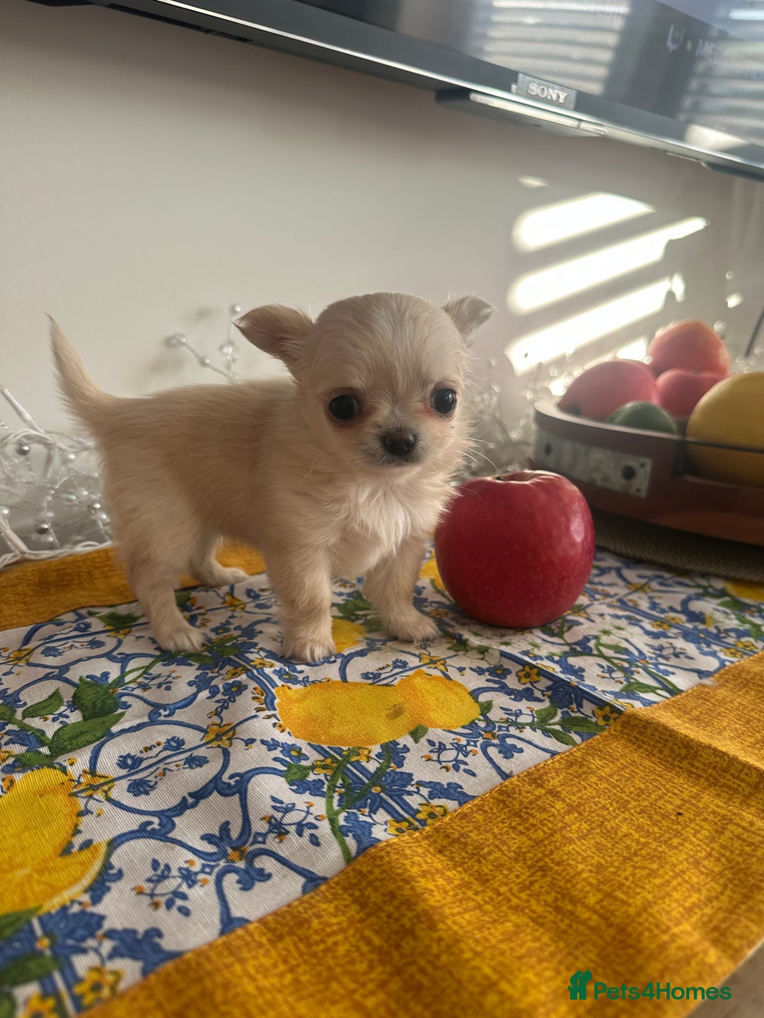 Chihuahua dogs for sale: KC Reg Russian and Czech Champions puppies L/C - Advert 1