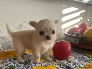 Chihuahua dogs KC Reg Russian and Czech Champions puppies L/C - Advert 15