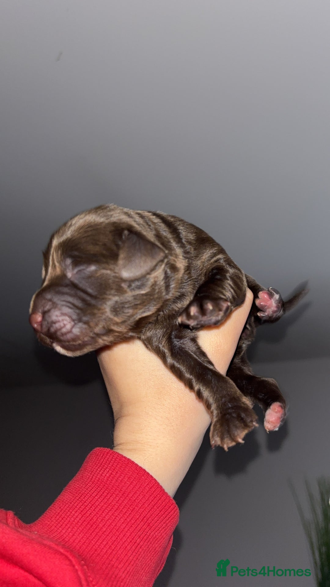 Cockerdor dogs for sale: Cockerdor puppies   - Advert 12