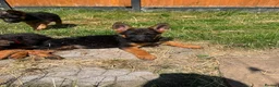 German Shepherd dogs for sale: German Shepard puppies ⭐️ready to be rehomed ⭐️ - Advert 7