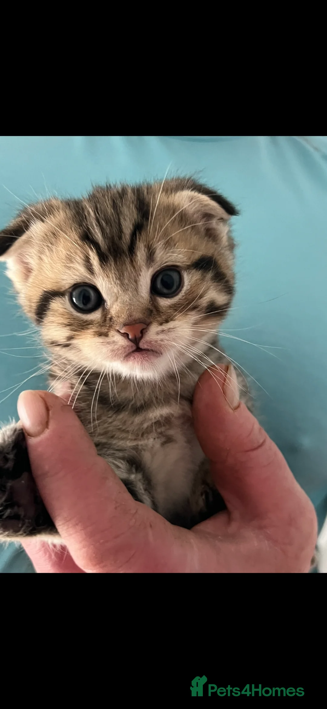Scottish Fold cats for sale: Stunning Scottish Fold Kittens Available  - Advert 1