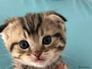 Scottish Fold cats Stunning Scottish Fold Kittens Available - Advert 6