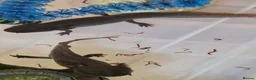 Axolotl reptiles for sale: Axolotl (wild & Leucistic) - Advert 4